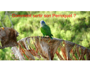 Comment sortir avec son perroquet