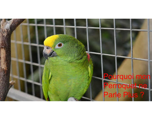 Pourquoi mon Perroquet ne Parle Plus ?