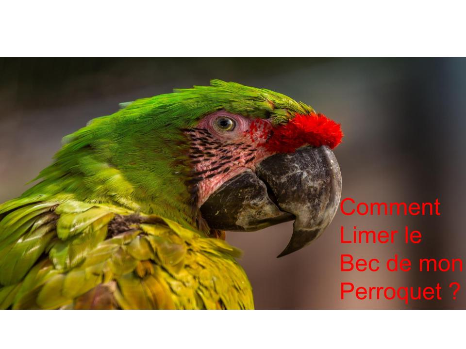 Comment Limer le Bec d'un Perroquet ?
