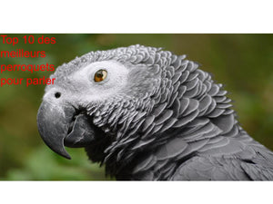 Top 10 des Meilleurs Perroquets qui Parlent