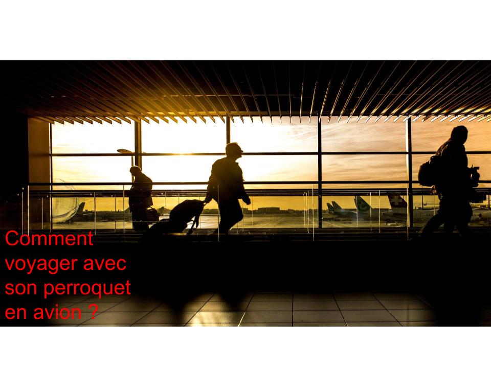 Comment Voyager avec un Perroquet en Avion ?