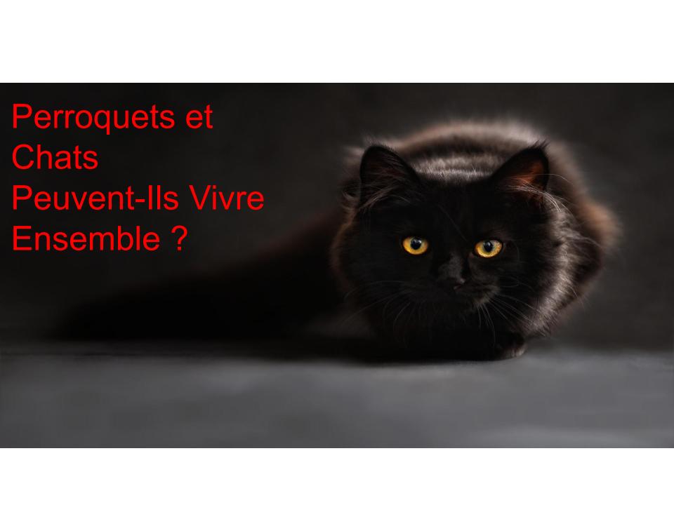 Cohabitation entre Perroquet et Chat