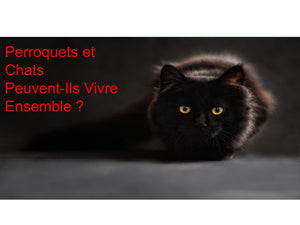 Cohabitation entre Perroquet et Chat