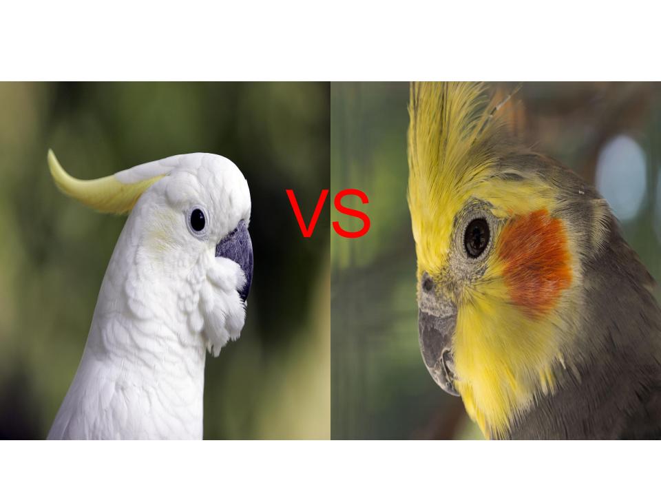 Différence entre Cacatoès et Calopsitte
