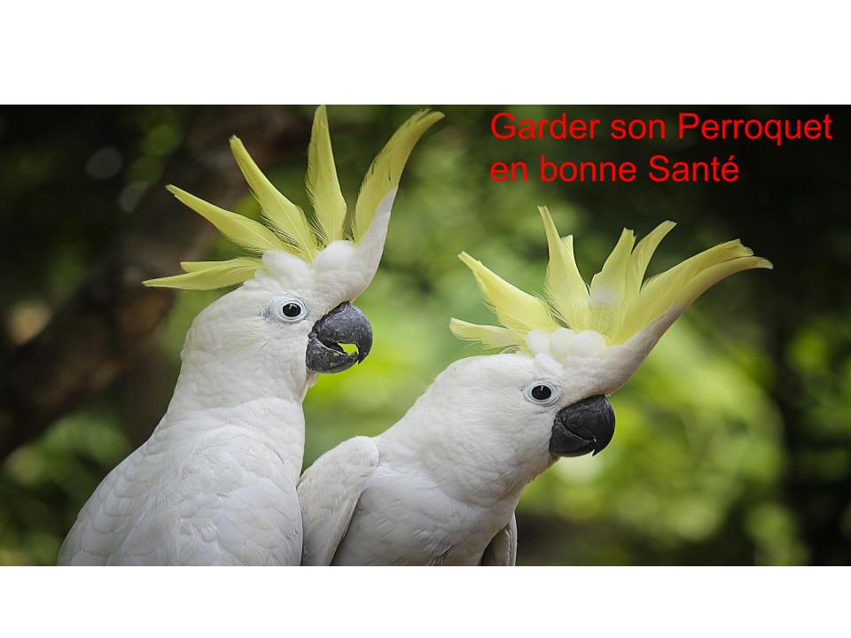 Comment Garder son Perroquet en Bonne Santé ?