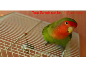 perroquet inséparable