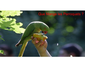 Perroquet qui mange
