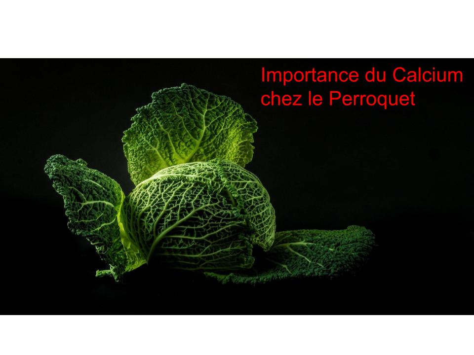 Importance du Calcium chez le Perroquet