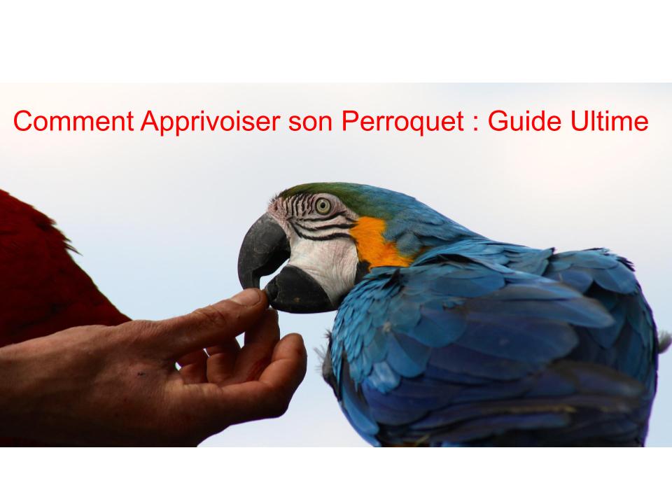 Comment Apprivoiser un Perroquet ?