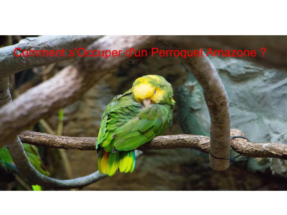 Comment s'Occuper d'un Perroquet Amazone