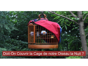 Doit-On Couvrir la Cage de notre Oiseau la Nuit ?