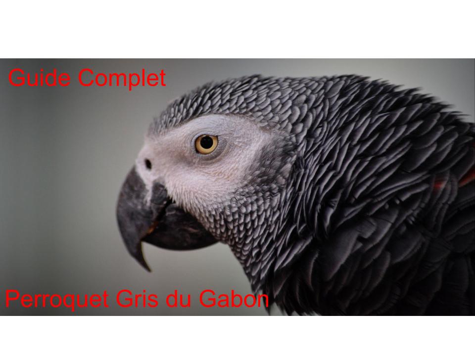 Perroquet Gris du Gabon : Guide Complet