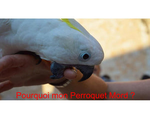 Pourquoi mon Perroquet Mord ?