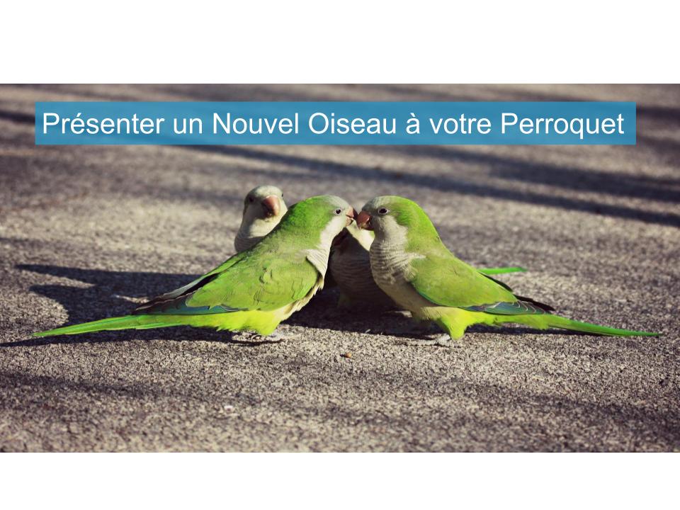 Présenter un Nouvel Oiseau à votre Perroquet