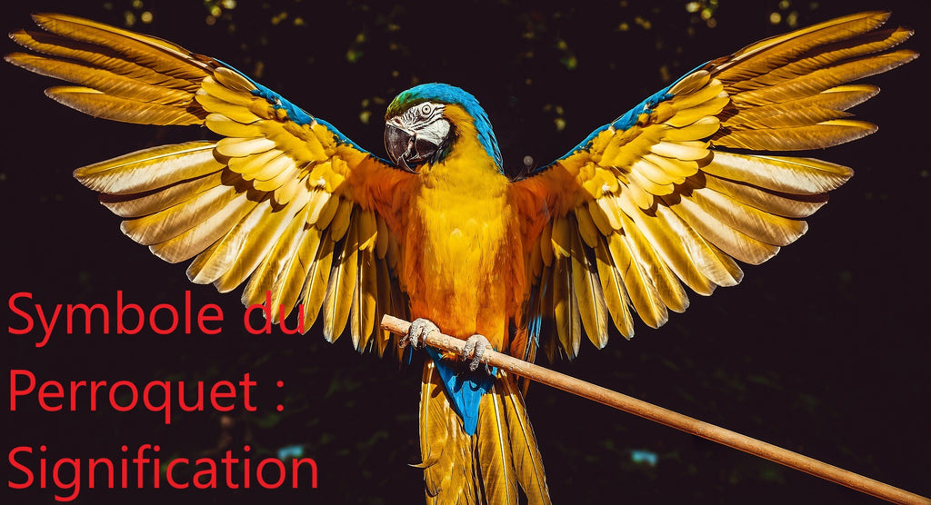 Symbole du Perroquet : Signification