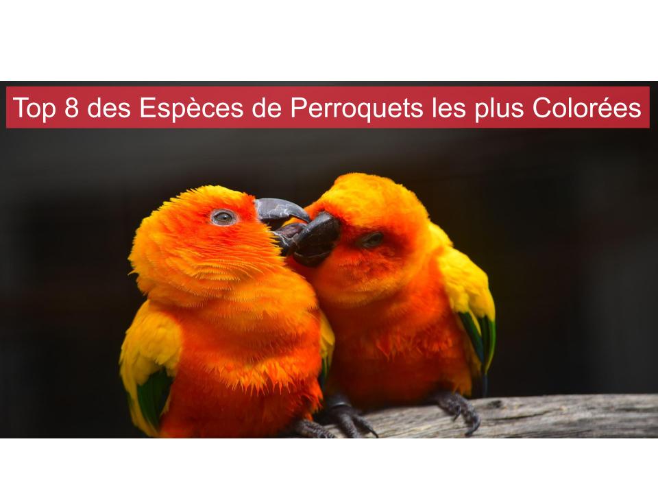 Top 8 des Espèces de Perroquets les plus Colorées
