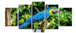 Tableau Perroquet<br> Grand Bleu