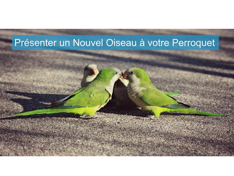 Présenter un Nouvel Oiseau à votre Perroquet