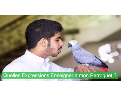 Quels Mots et Phrases Enseigner à mon Perroquet